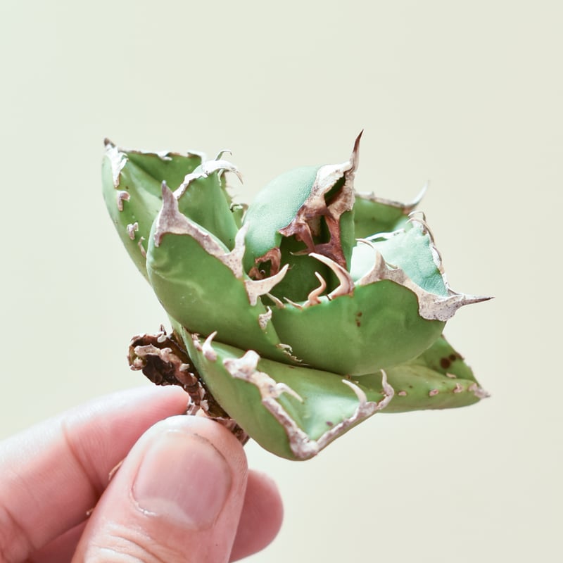 アガベ チタノタ 南アフリカダイヤモンド 