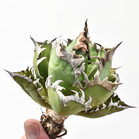 アガベ チタノタ "精品レッドキャットウィーズル" / 精品赤猫 , 精品紅猫  【台湾 dragon agave産/中株/抜き苗】576 DGC2411067