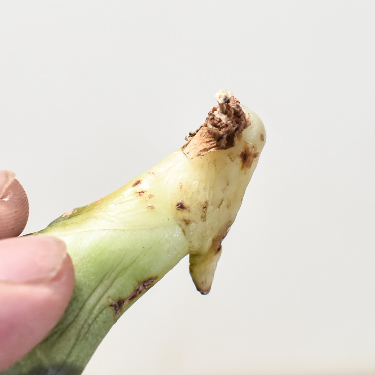 アガベ チタノタ 