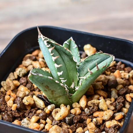 アガベ チタノタ cj11 皇冠crown