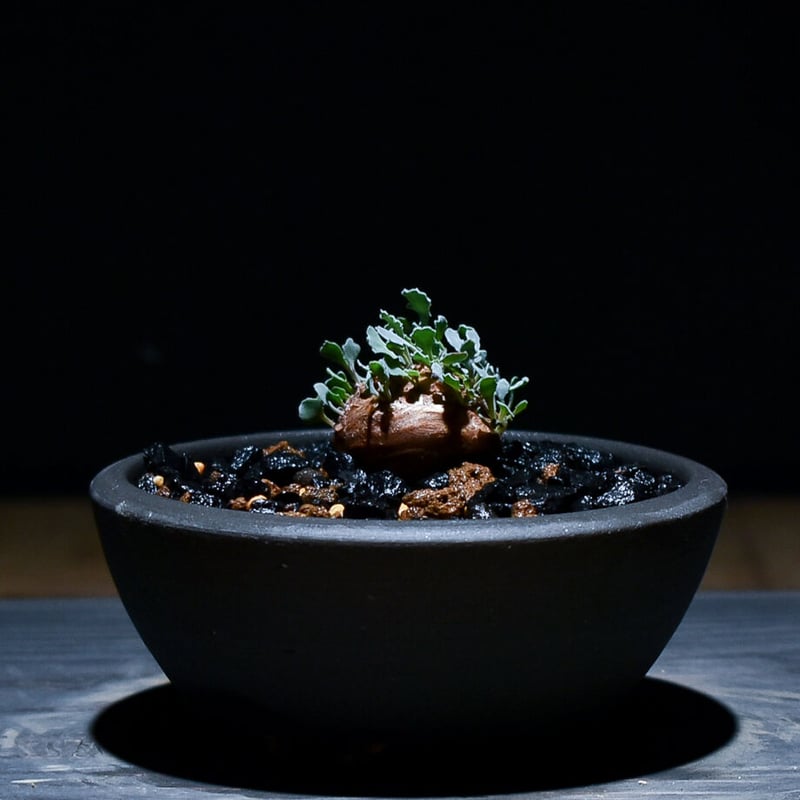 オトンナ カカリオイデス（実生）RF22971 | RAFLUM / ラフラム｜東京