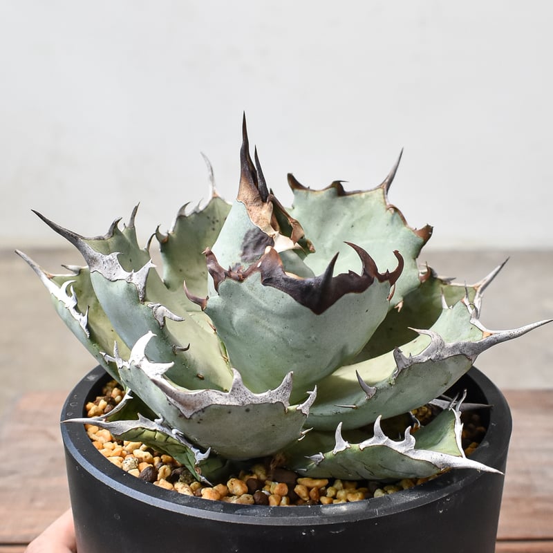 【DRAGON AGAVE産】AGAVE TITANOTA 火鳳凰 OC株 アガベ チタノタ フェニックス 