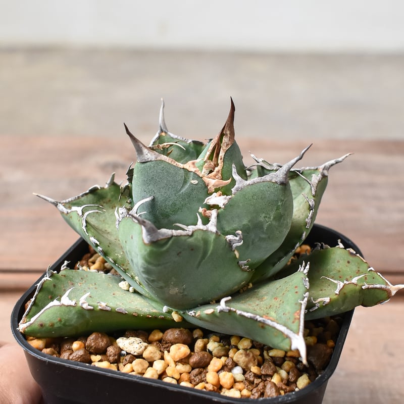 アガベ オテロイ NONAME 連棘 ボール型 大株 実生】アガベ チタノタ