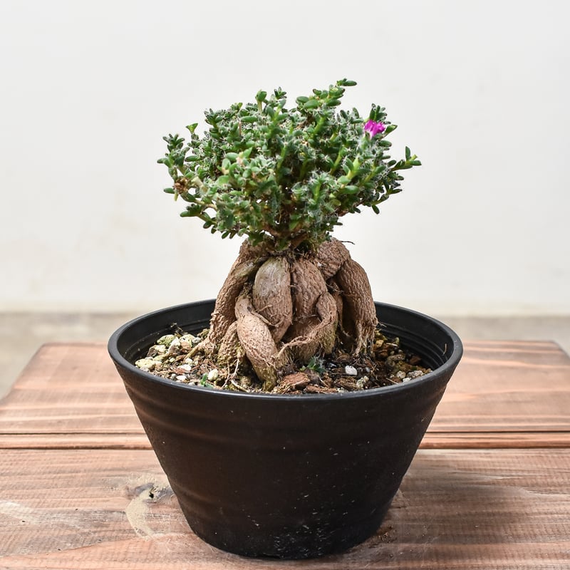 トリコディアデマ ブルボスム 