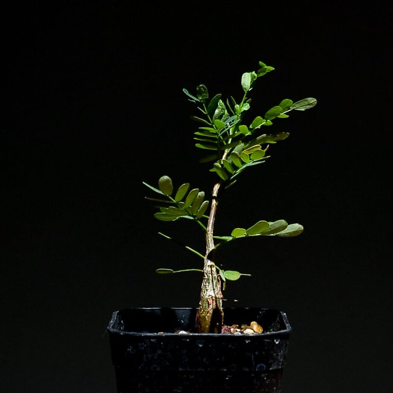 センナ メリディオナリス （実生株）RF22769 | RAFLUM / ラフラム