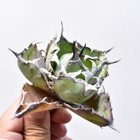 アガベ チタノタ ブラックアンドブルー / BB 藍球 【台湾 dragon agave産/中株/抜き苗】RF25011457