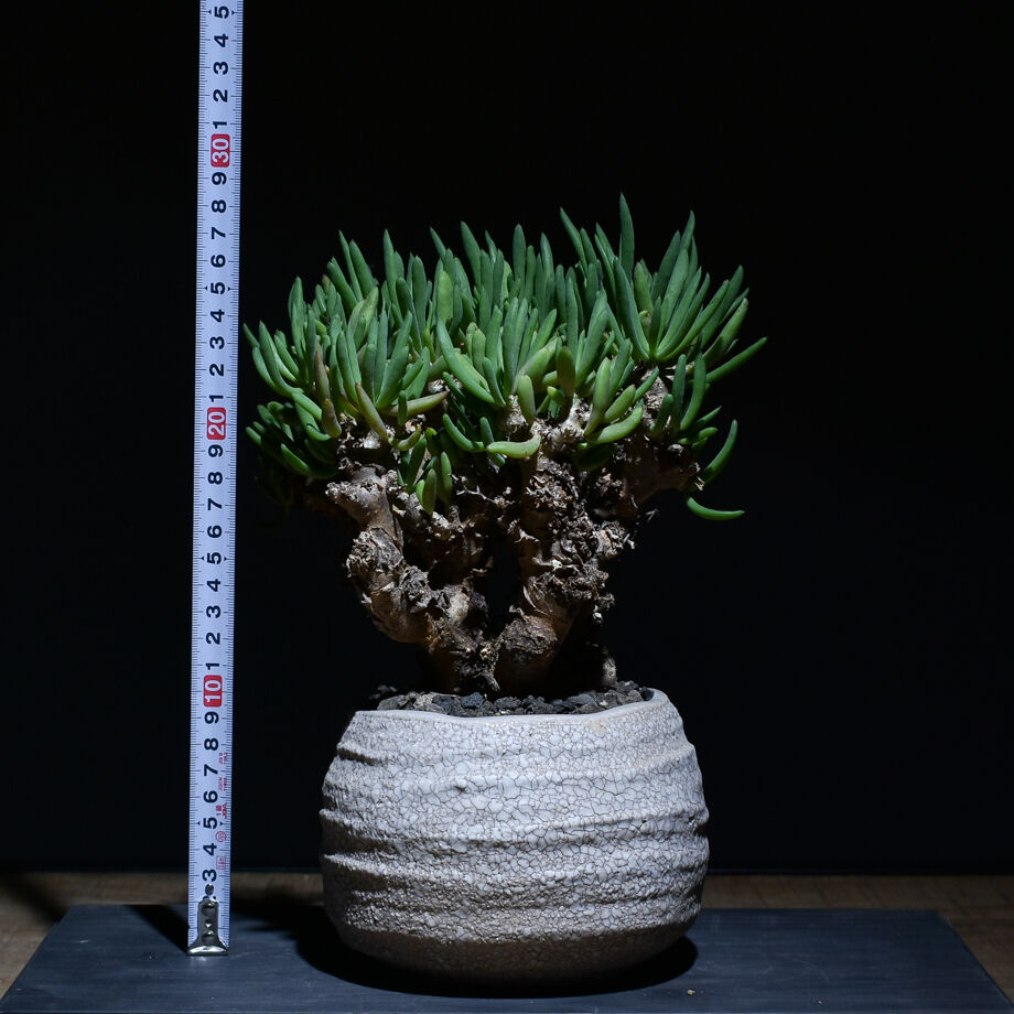 特異樹形 幹部極太 発根済 チレコドン ルブロベノーサス - 植物/観葉植物