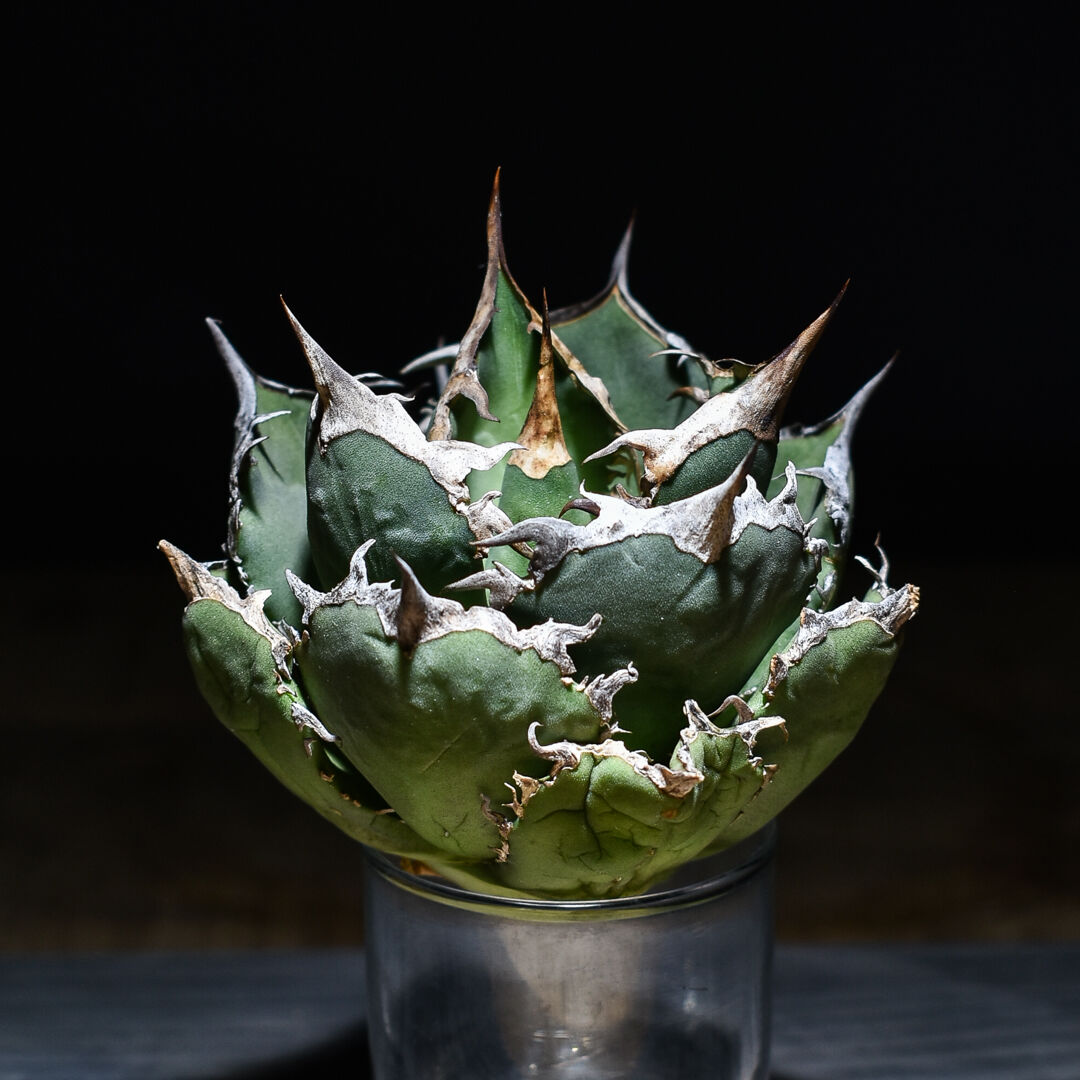 【超美株】アガベ　チタノタ　ボールタイプ agave titanota アガベ・チタノタ白鯨（ボールタイプ）中-090｜agave titanota