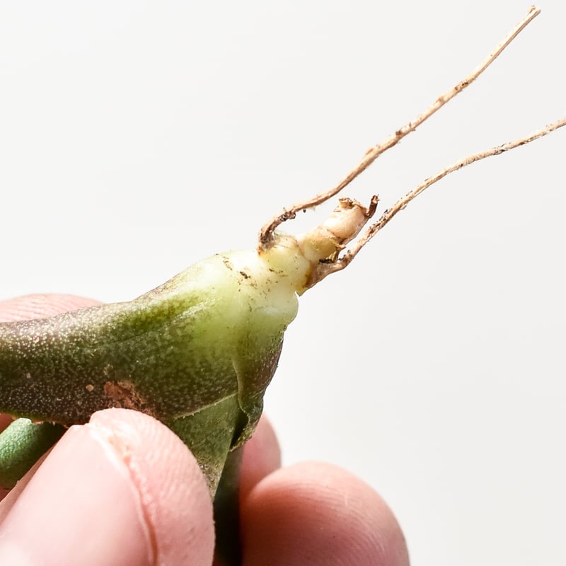 アガべ チタノタ 