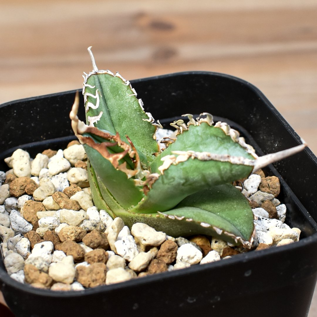 アガベ チタノタ ゴジラ アガベ チタノタ ゴジラ 