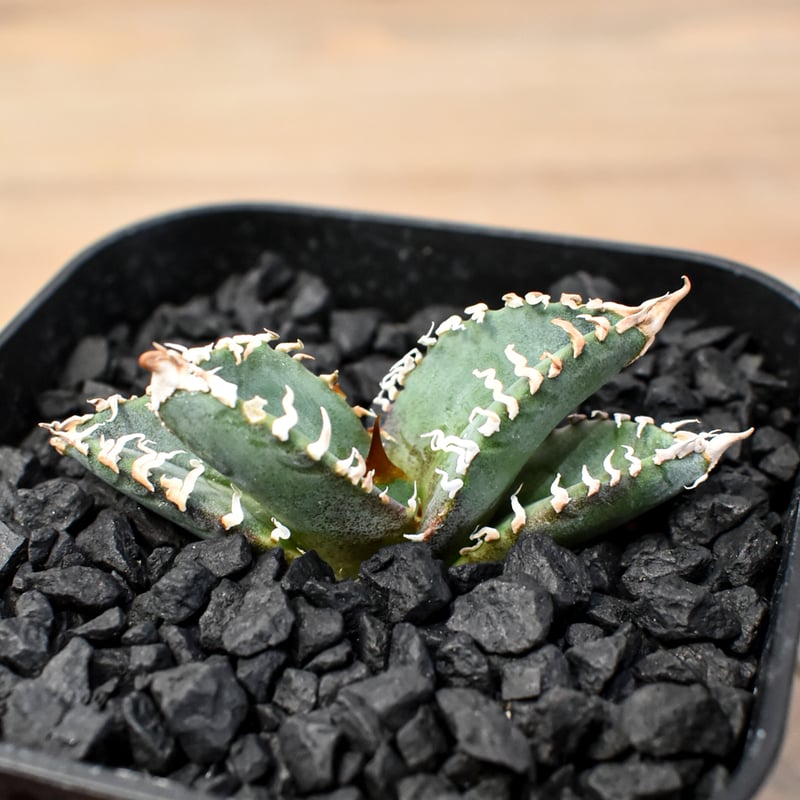 アガベ DENNIS ゴジラ 