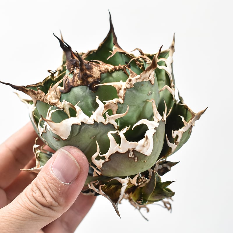 精品シーザー J株直子】アガベ チタノタ シーザー / 精品凱撒 【台湾