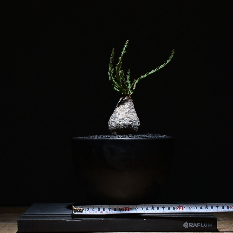 ユーフォルビア デシドゥア 