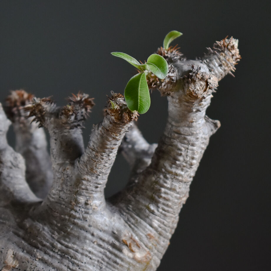 休眠パキポディウム マカイエンセ厳選グラキリス型美株