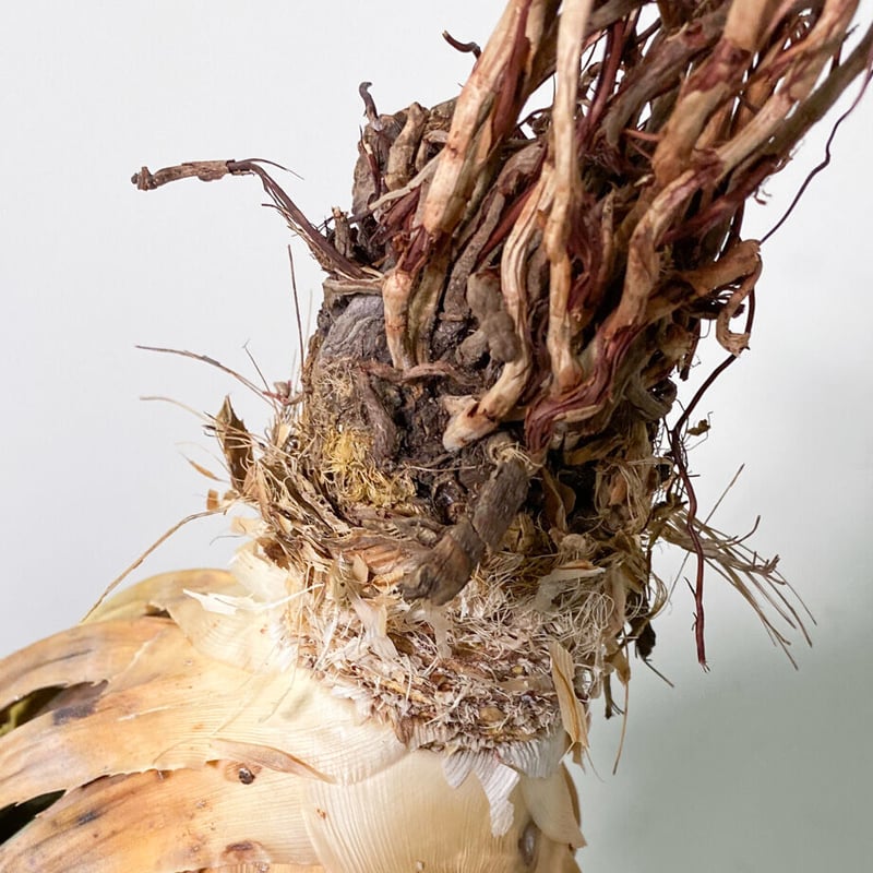 アガベ ユタエンシス エボリスピナ （抜き苗販売）RF22908 | RAFLUM