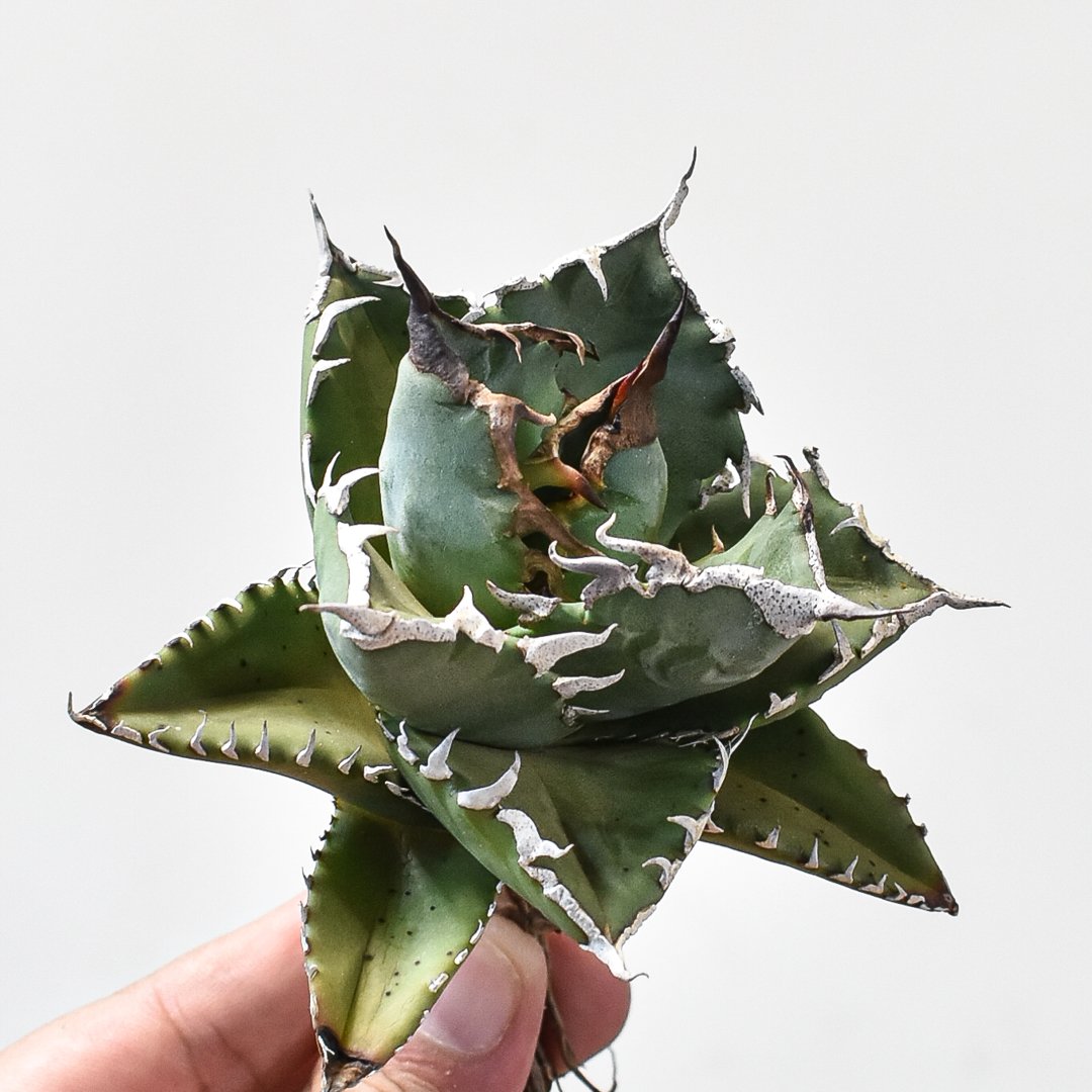 アガベ チタノタ狂刺夕映日蝕 強刺斑入り 台湾株