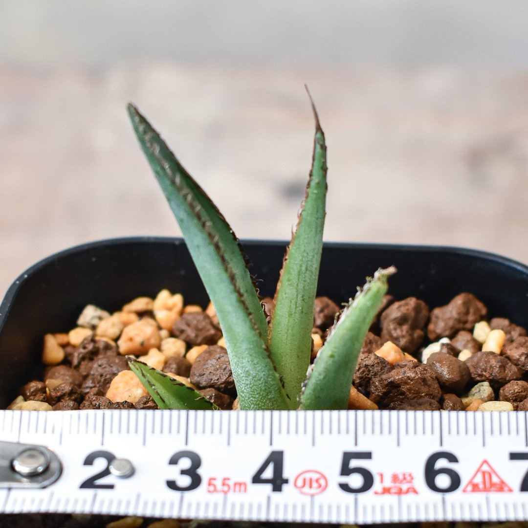 アガベオアハカ現地球胴切り天