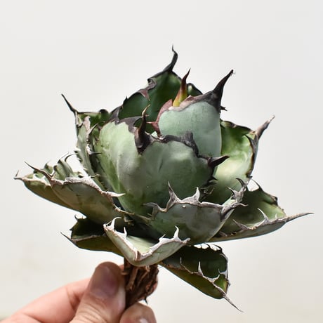 アガベ チタノタ ブラックアンドブルー / BB 藍球 【台湾産/抜き苗/中株】J DG2400609(T)