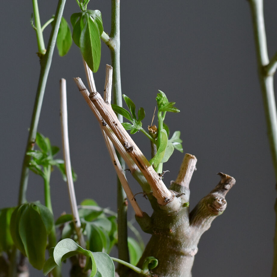 アデニアグラウカ【ツートンカラーの幹が魅力の大注目株！！】RF22211