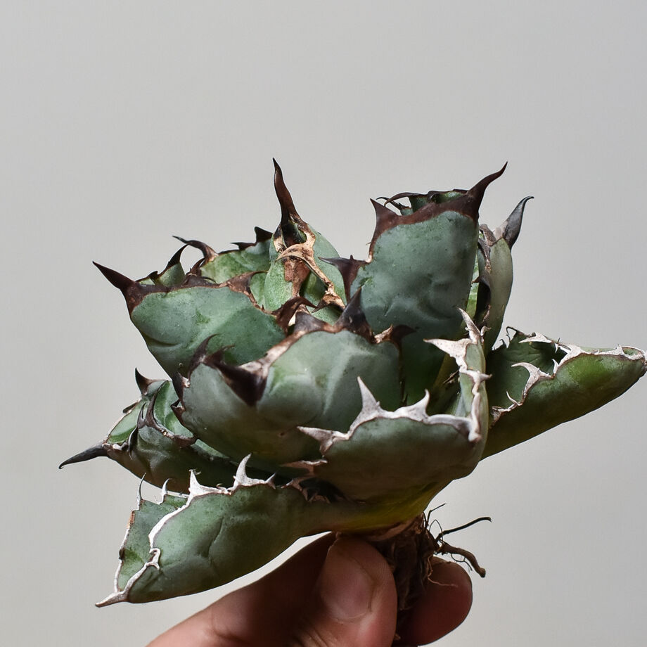 アガベ チタノタ ブラックアンドブルー 