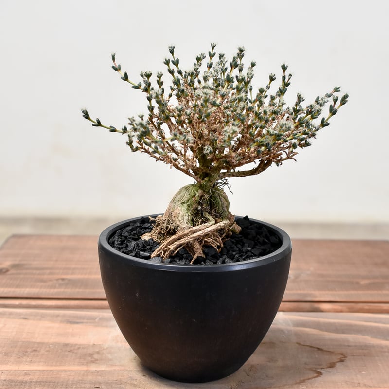 リトハピ　プルコ　クリーム Lithap(リトハピ) / Puruko(プルコ)の商品情報｜美容・化粧品