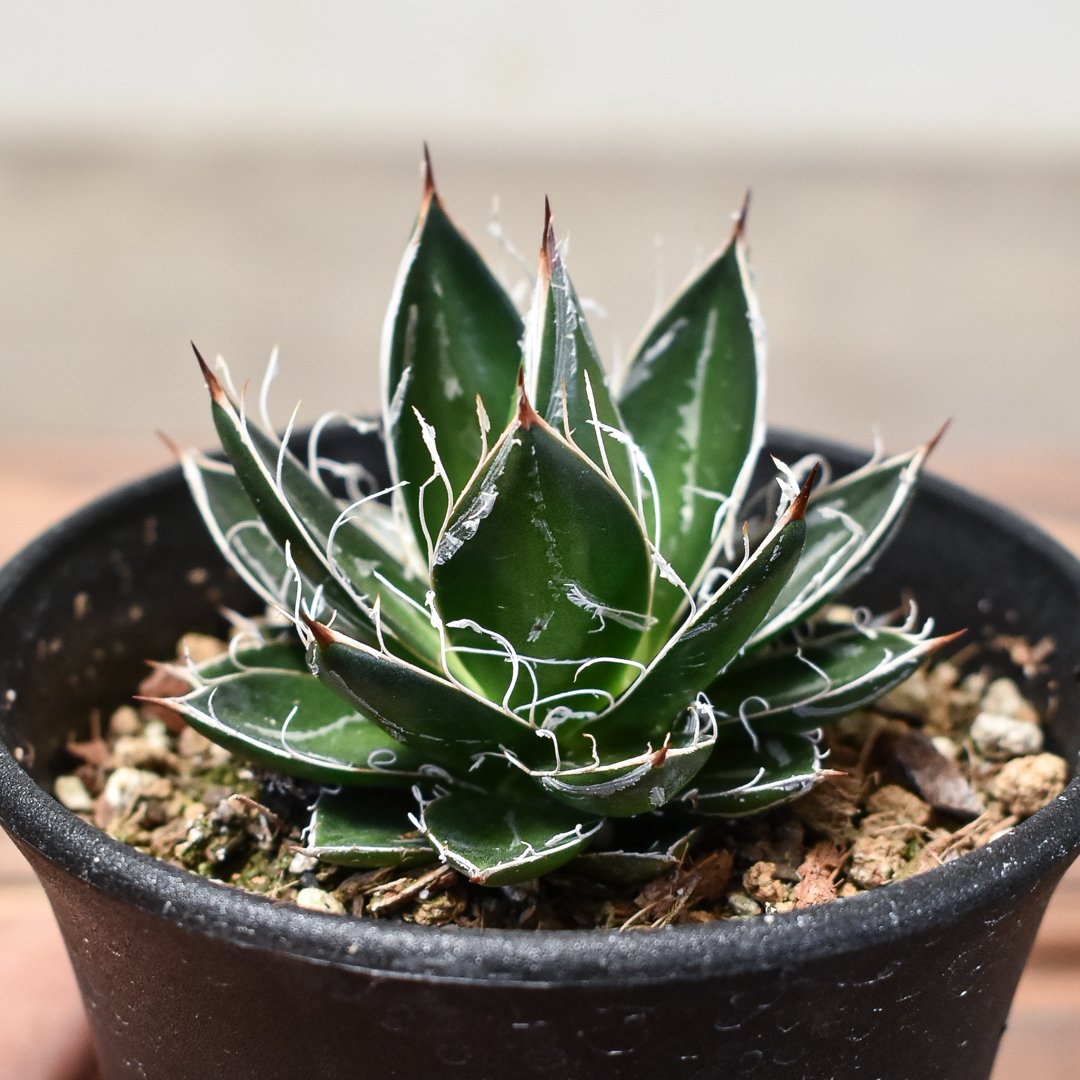 アガベ フィリフェラ 