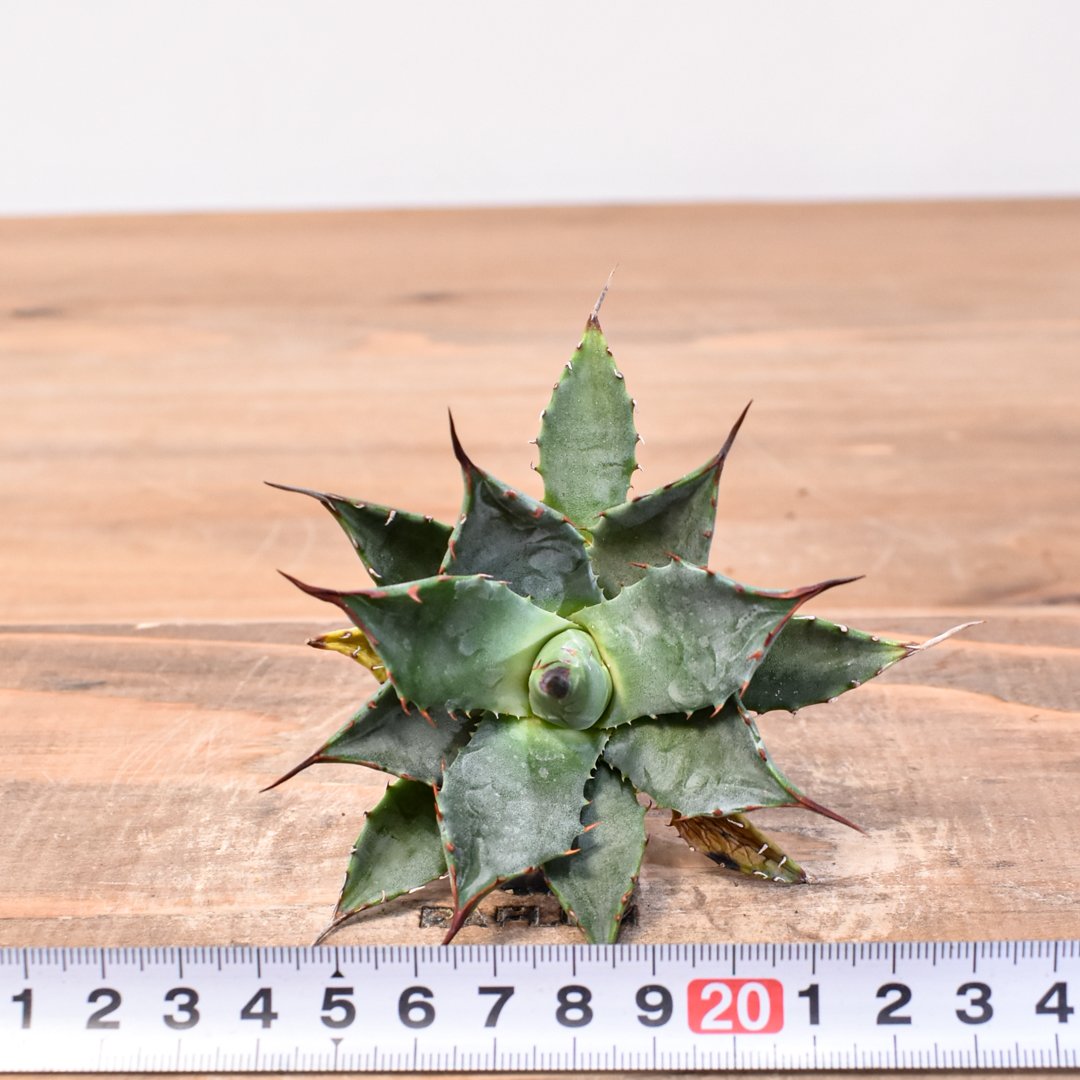 アガベ hybrid イシスメンシス×エボリスピナ/甲蟹X妖炎 【台湾 dragon