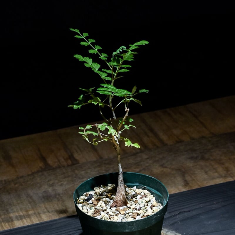 パキコルムスディスカラー 象の木 isla del pescado - Pachycormus discolor-象の木
