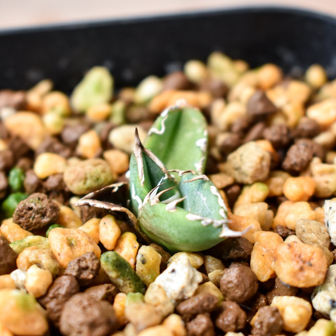 アガベ チタノタ 