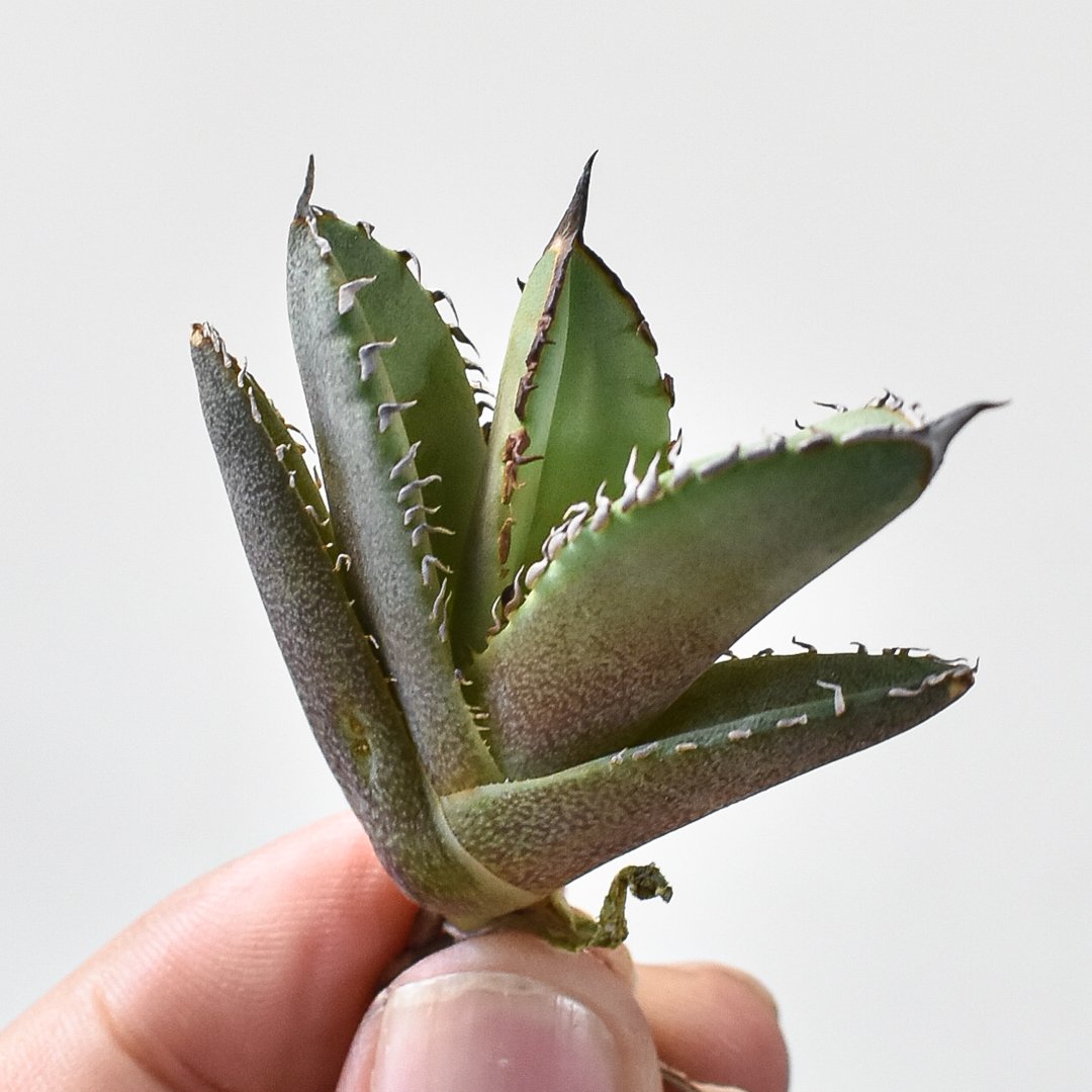 アガベ チタノタ dennis 040 a.k.a.“King Arthur” Agave Titanota