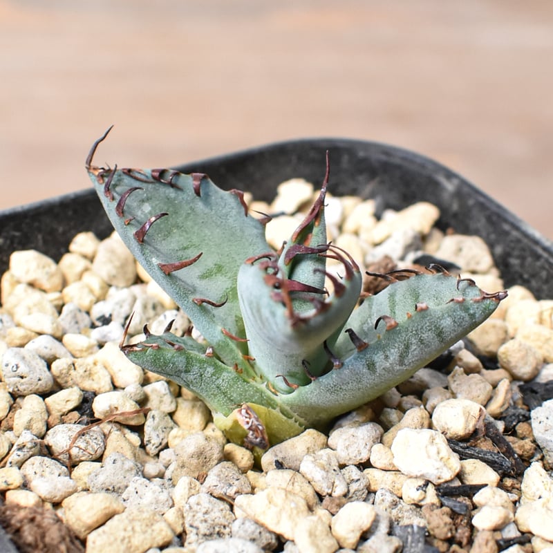 アガベ Dennis hybrid 厳龍(026) × 屈原 Eタイプ 【台湾DENNIS産/