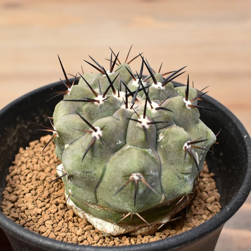 セールコピアポア　シネレア　国王丸 サボテン コピアポアシネレア(黒王丸)