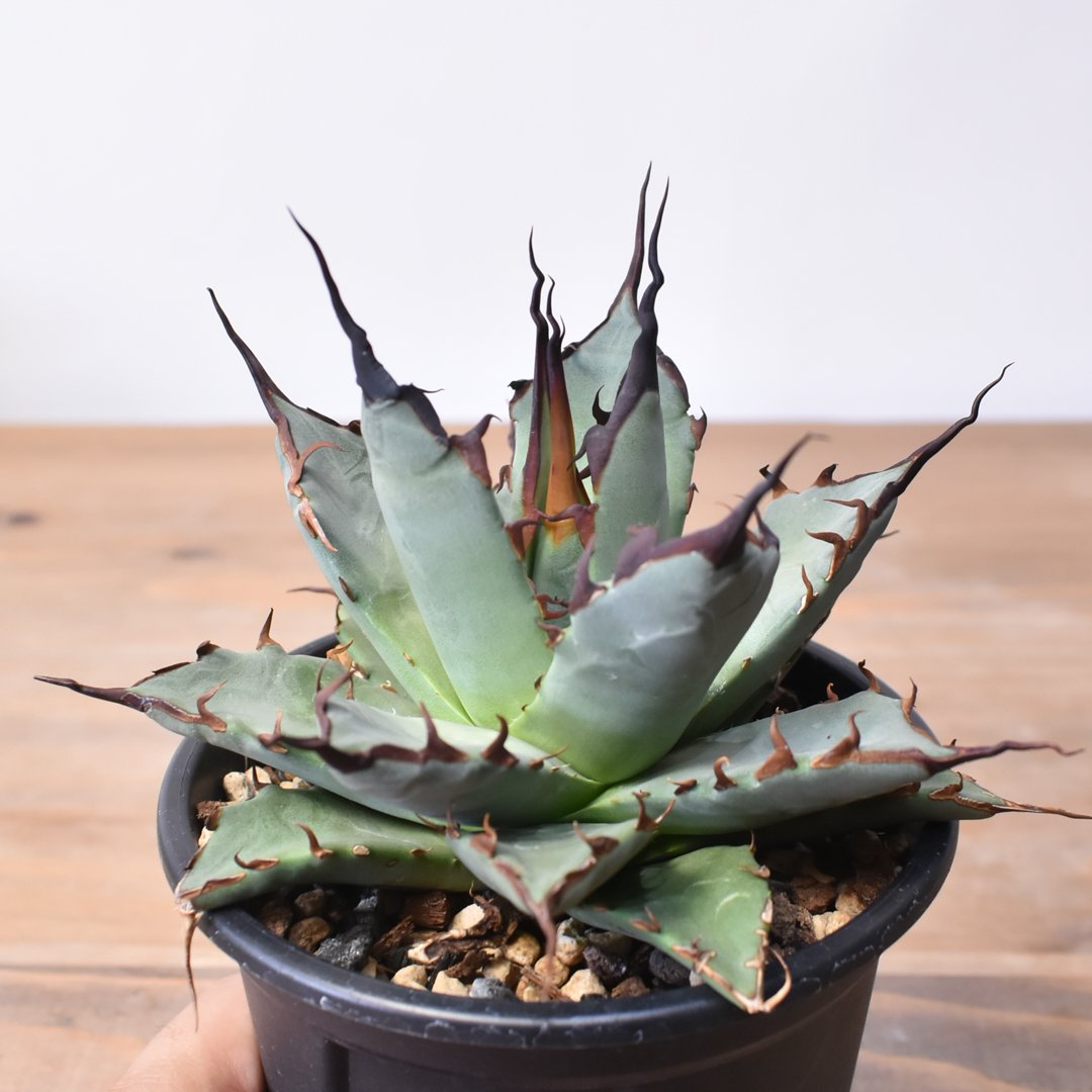 アガベ　ハイブリッド　象牙妖炎×楊貴妃　 プレステラ90 ① アガベ ハイブリッド 象牙妖炎×楊貴妃 プレステラ90 ① - メルカリ