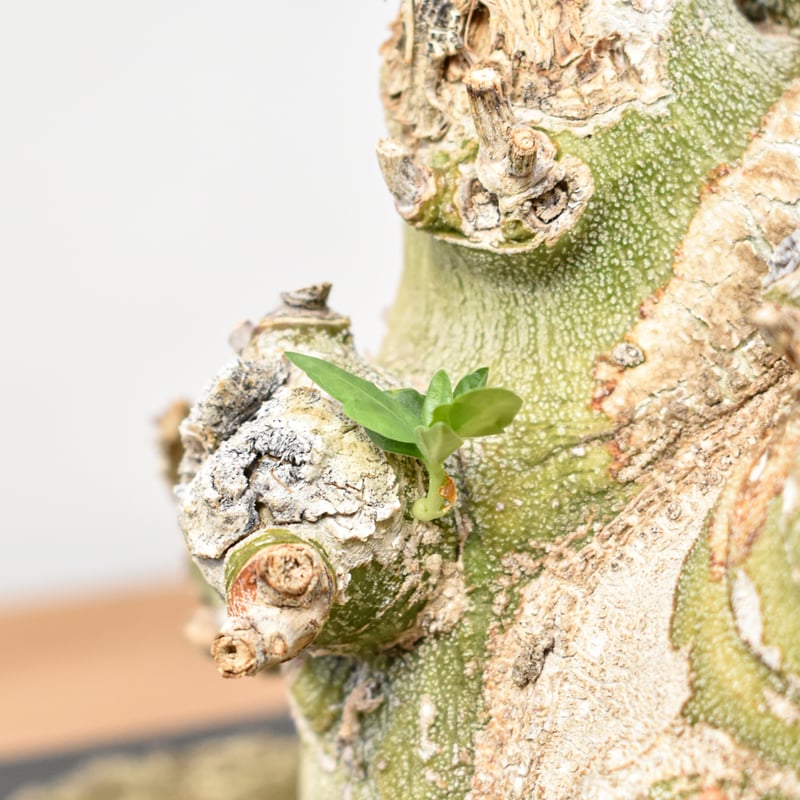 WACK” ON YOUR SIDE】アデニア ペチュエリー 