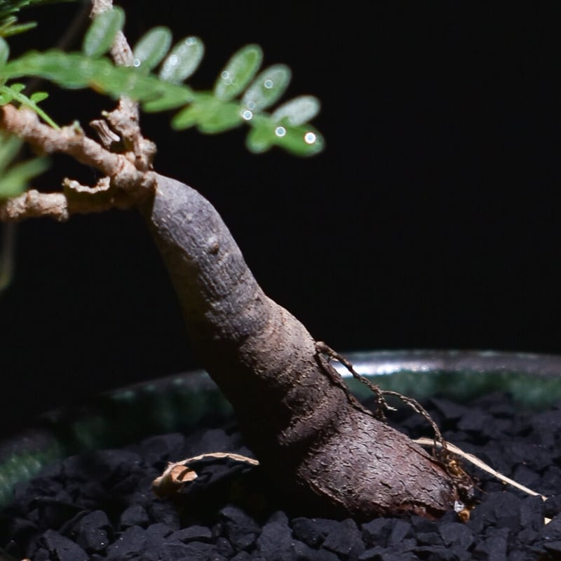 オペルクリカリア ヒファエノイデス （実生株）RF22100 | RAFLUM