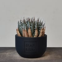 【植物フィギュア】RAFLUM × LOBINDON【Agave utahensis var. eborispina】RFLB23002