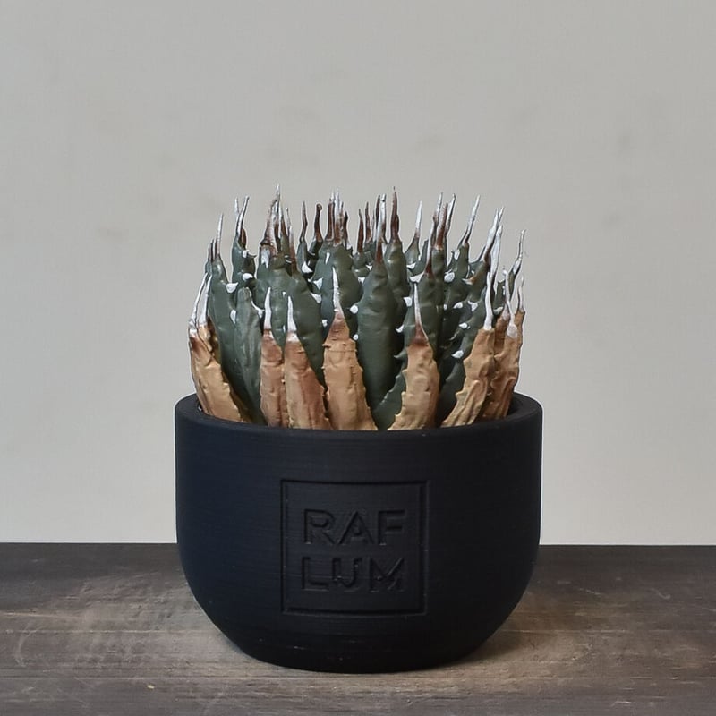 植物フィギュア】RAFLUM × LOBINDON【Agave utahensis var.