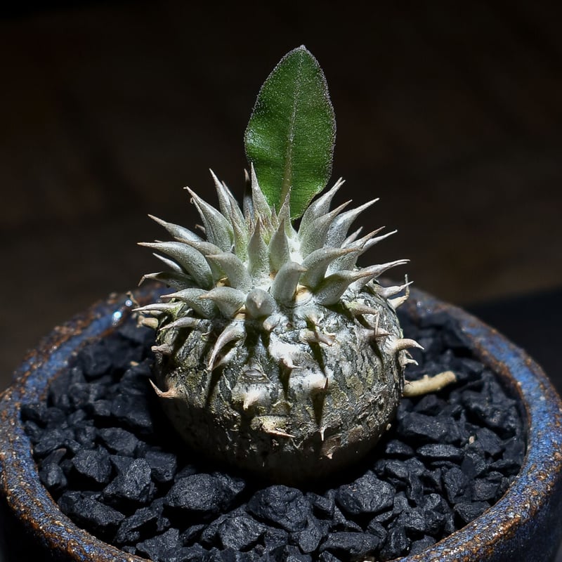 パキポディウム・デンシカウレ 