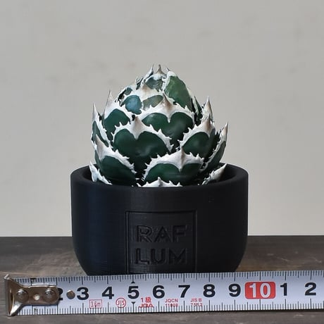 【植物フィギュア】RAFLUM × LOBINDON【Agave Titanota “White Whale】RFLB23004(T)