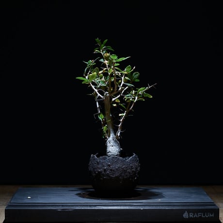 フォークイエリア コルムナリス "観峰玉" （発根済み）RF21008