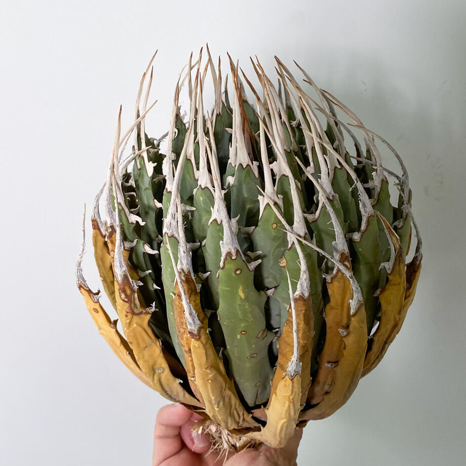 アガベ ユタエンシス エボリスピナ （抜き苗販売）RF22913 | RAFLUM