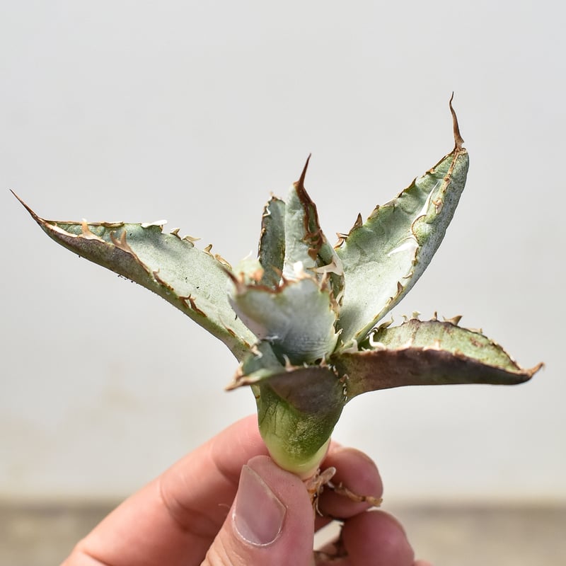 中株】 agave x White fang アガベエックス ホワイトファング Agave X