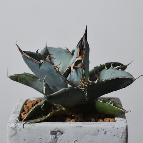 アガベ チタノタ ホワイト【白肌】RF22778