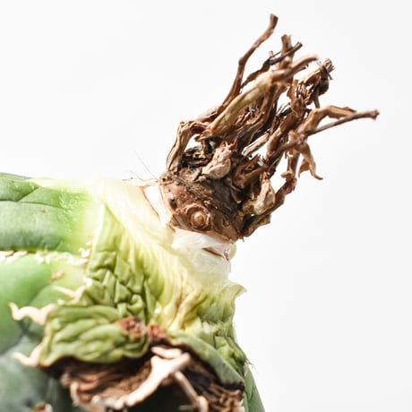 【5CLAW】アガベ チタノタ “精品白鯨” 【台湾 dragon agave産/抜き苗/中株】A27 DG25010280(T)