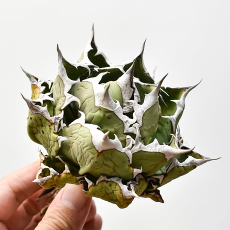 CATEGORY チタノタ 姫厳龍 | RAFLUM / ラフラム｜東京、大阪の塊根植物