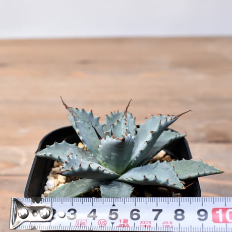 アガベ ハイブリット 日系イシスメンシス×象牙妖炎（陽炎エボリ）【台湾botanical_seeker産】RF25011410