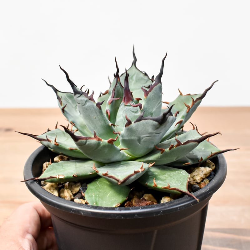 アガベ 妖炎×ブラックアンドブルー エボリスピナハイブリッド 発根済 鉢込 エボリスピナ× ブラックアンドブルーハイブリッド③発根済み