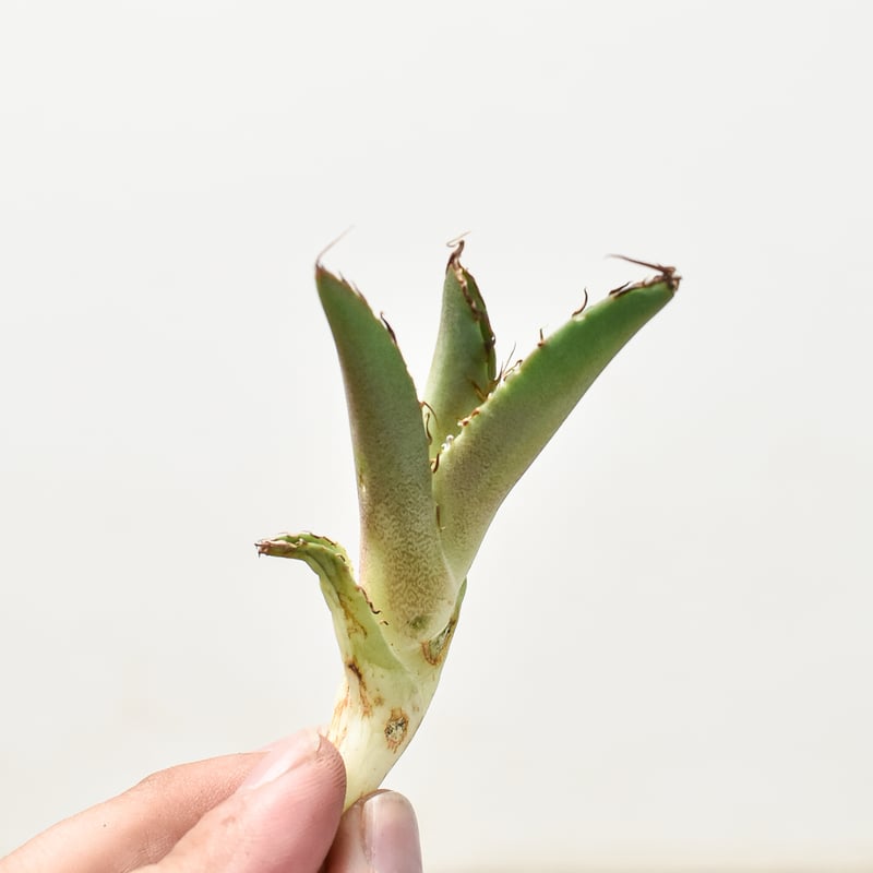 白蛇伝】子株付き！ 白蛇伝 極上美株！ 親株 KATO Toru's Webpage