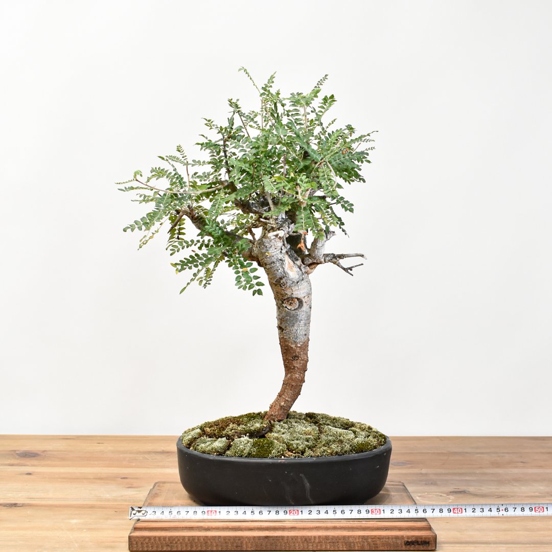 WACK” ON YOUR SIDE】ボスウェリア ネグレクタ WACK-A029 | R