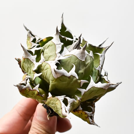 アガベ姫厳龍 | STORES